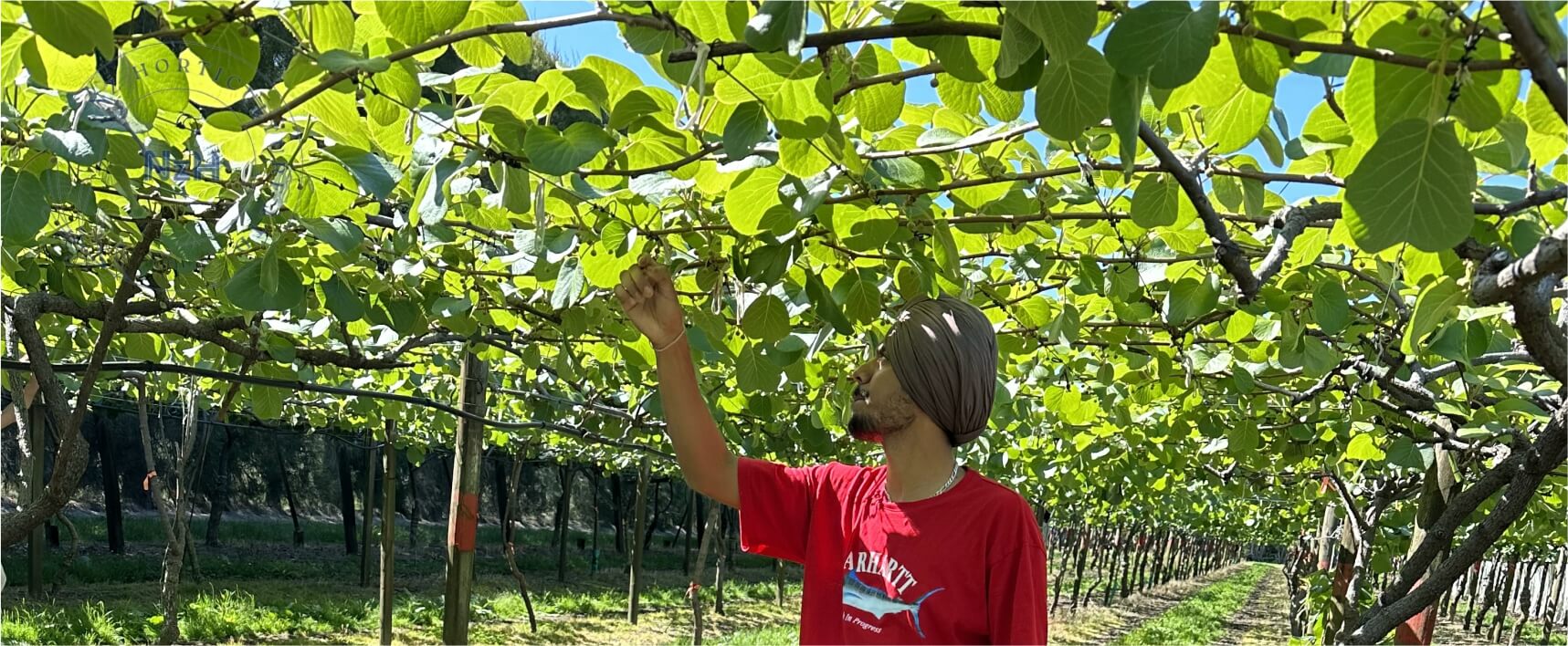 kiwi-bud-thinning-newzealand-nzhorticulture