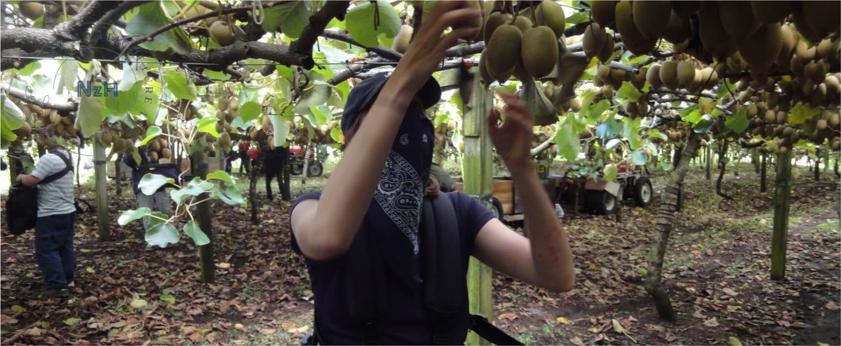kiwi-fruit-picking-newzealand-nzhorticulture
