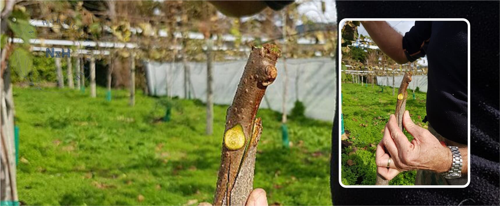 kiwi-grafting-newzealand-nzhorticulture