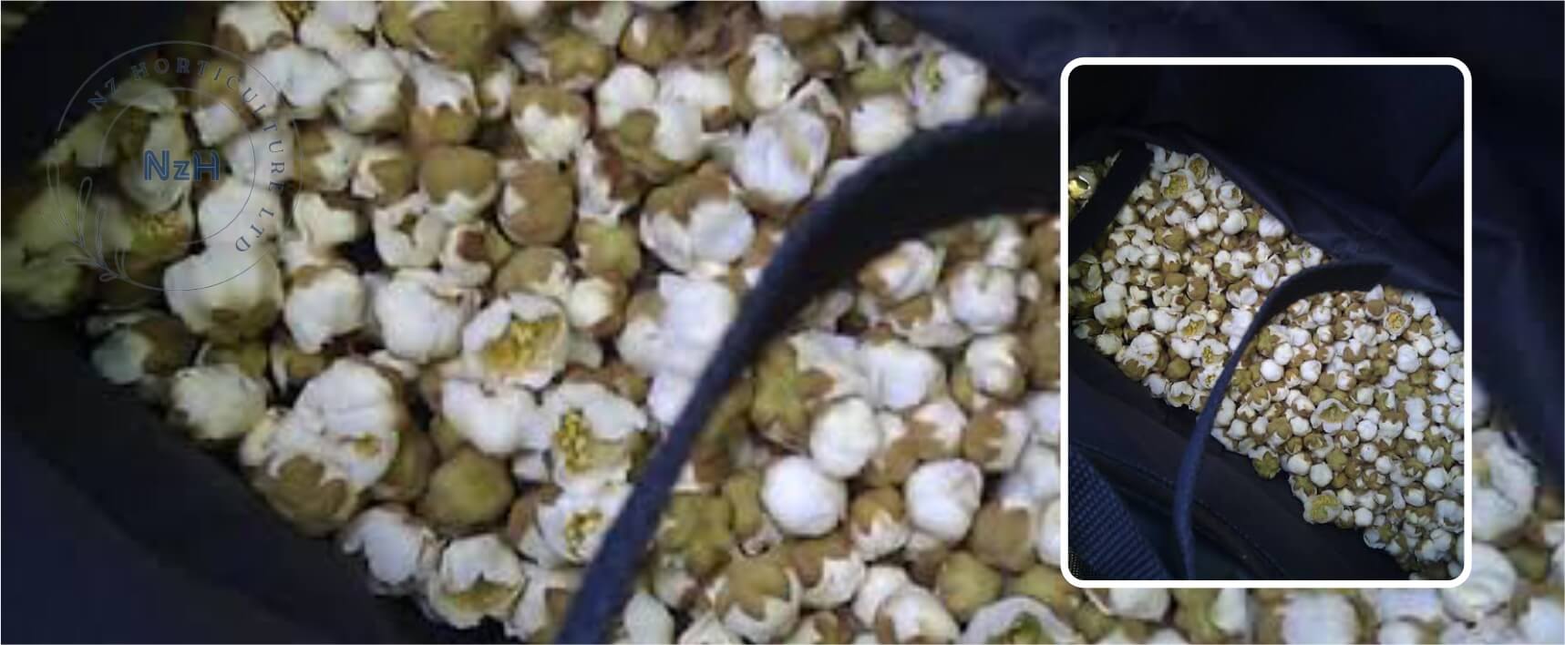 kiwi-orchard-flower-picking-service-newzealand-nzhorticulture