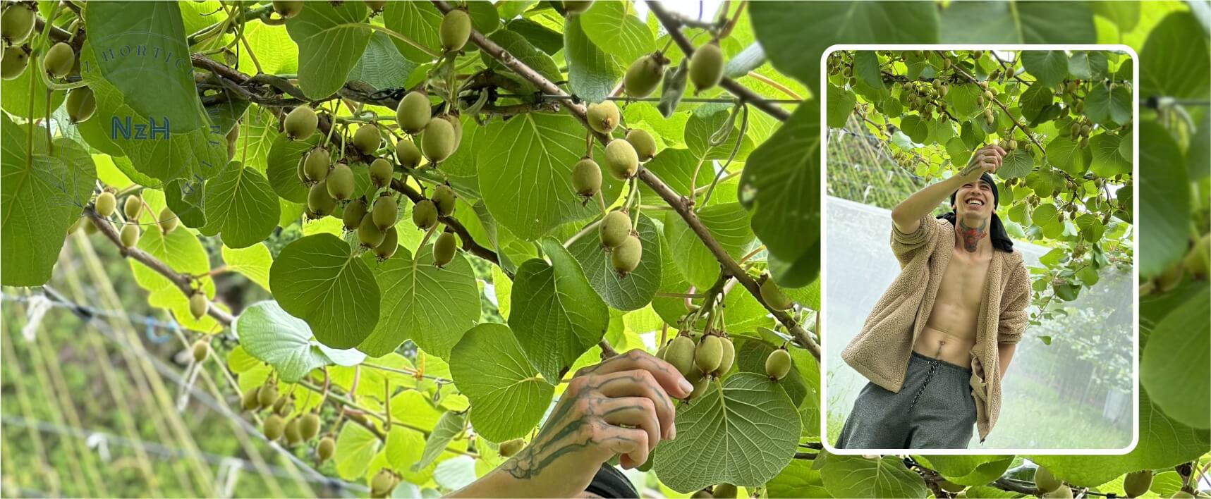 kiwi-orchard-fruit-thinning-service-newzealand-nzhorticulture