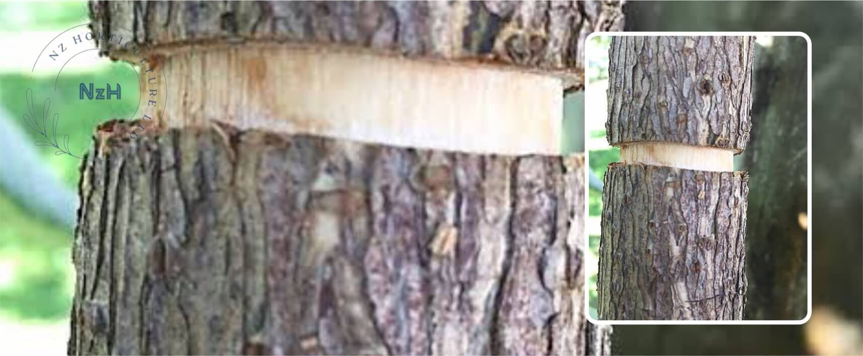 kiwi-orchard-girdling-service-newzealand-nzhorticulture