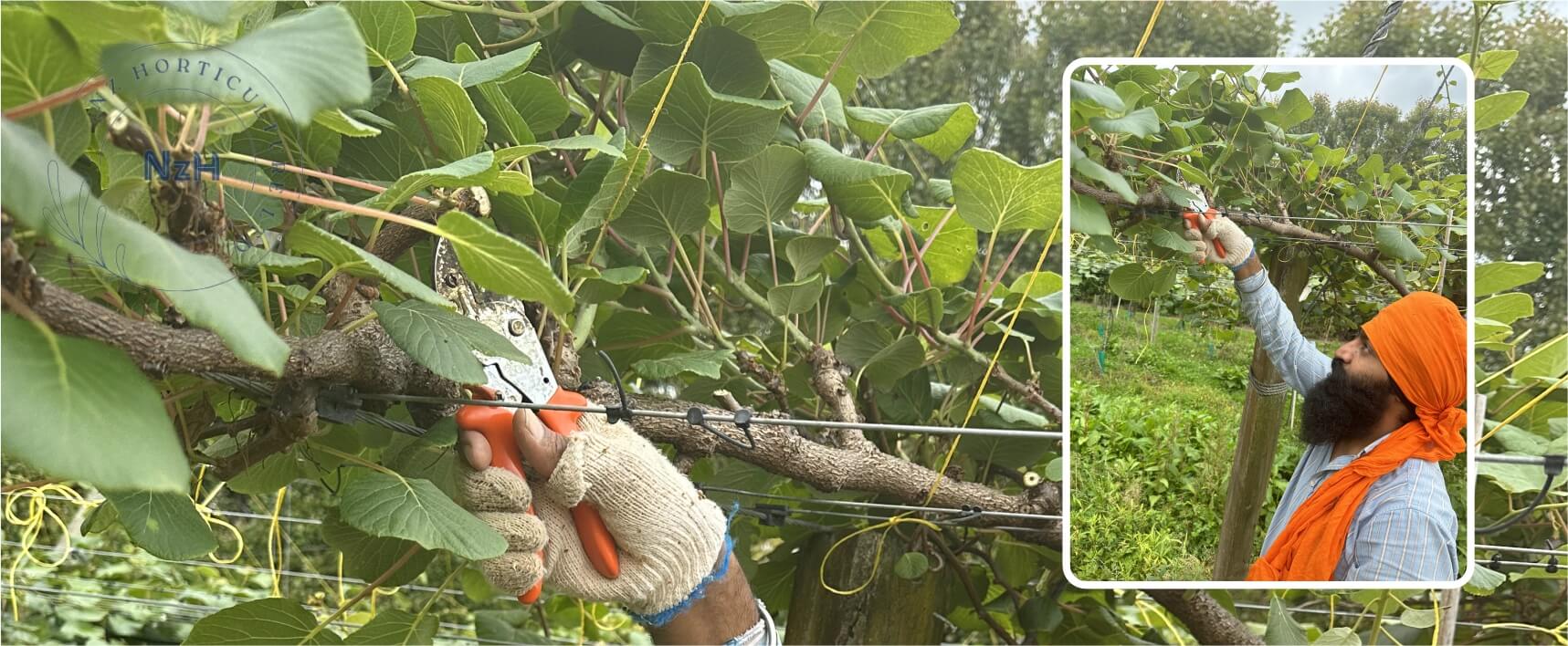 kiwi-orchard-male-pruning-service-newzealand-nzhorticulture