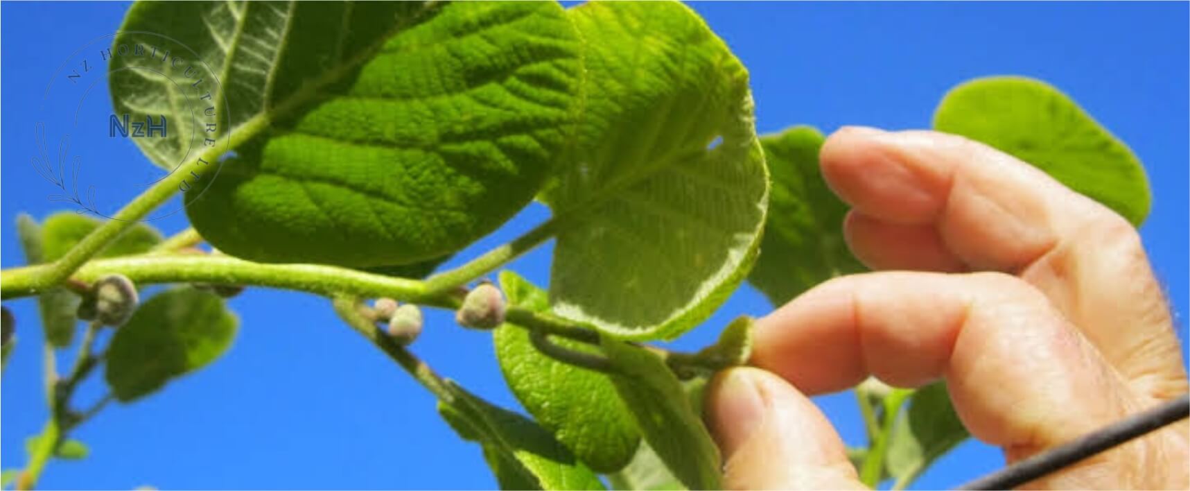 kiwi-orchard-tipping-service-newzealand-nzhorticulture
