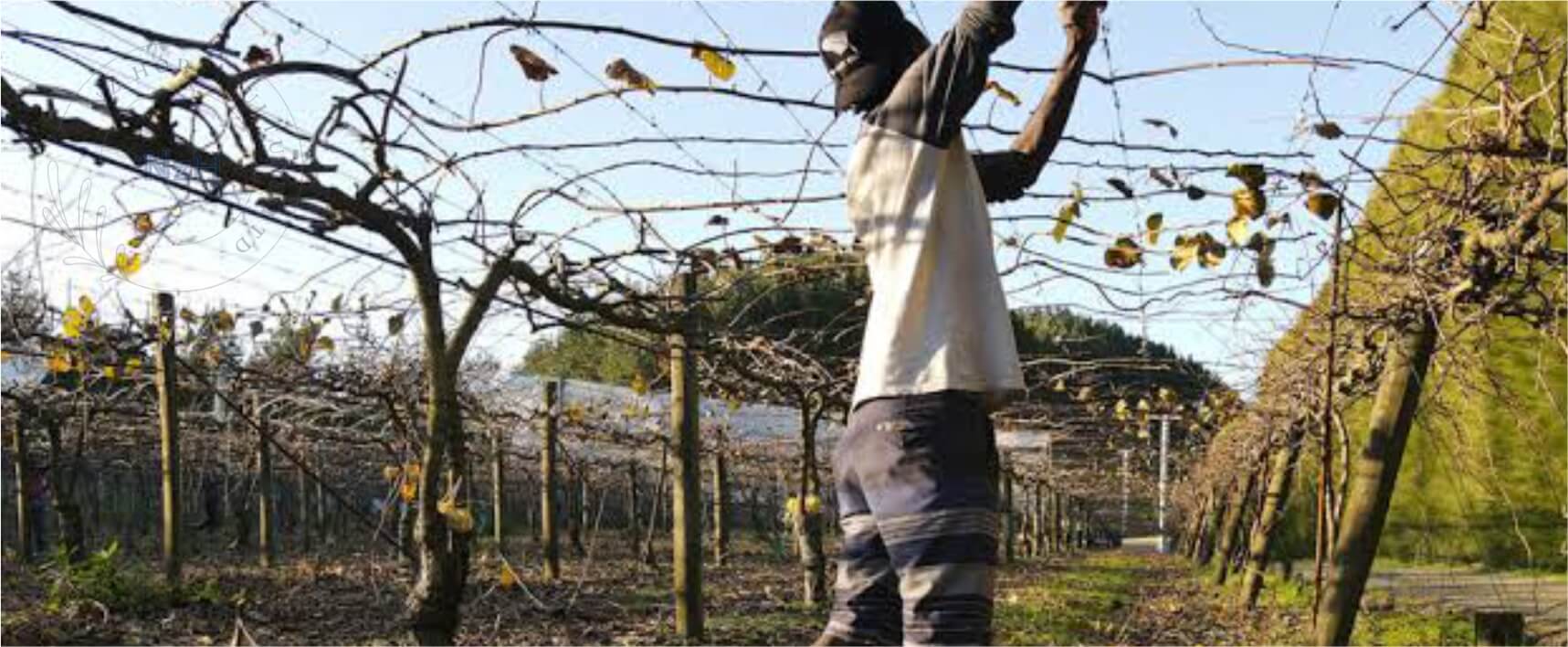 kiwi-orchard-winter-pruning