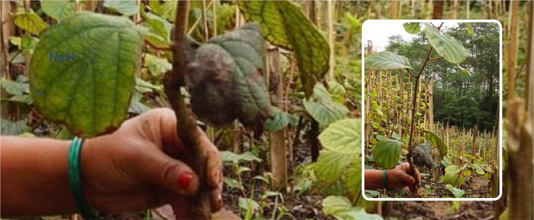 kiwi-planting-newzealand-nzhorticulture