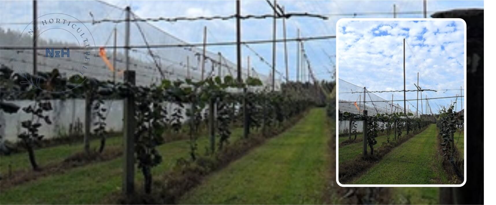 kiwi-putting-up-string-poles-newzealand-nzhorticulture
