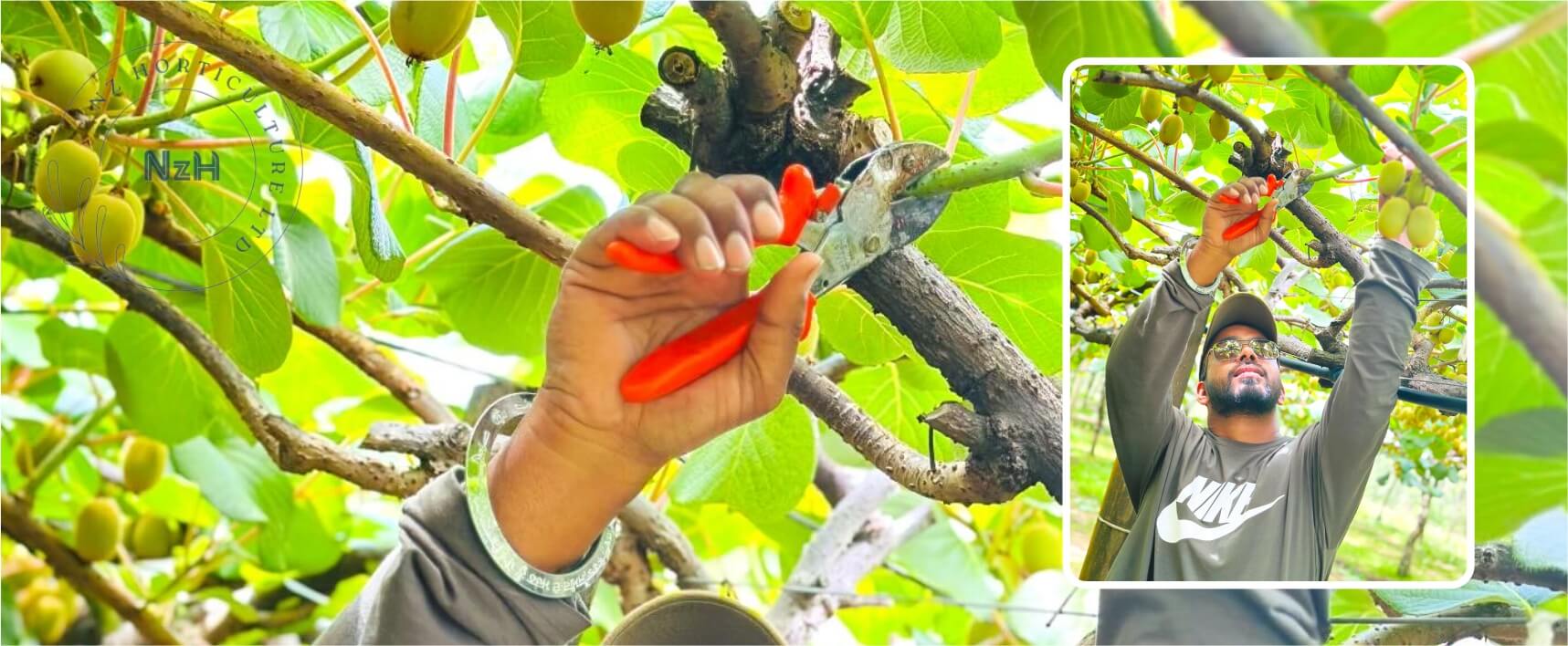 kiwi-summer-pruning-newzealand-nzhorticulture