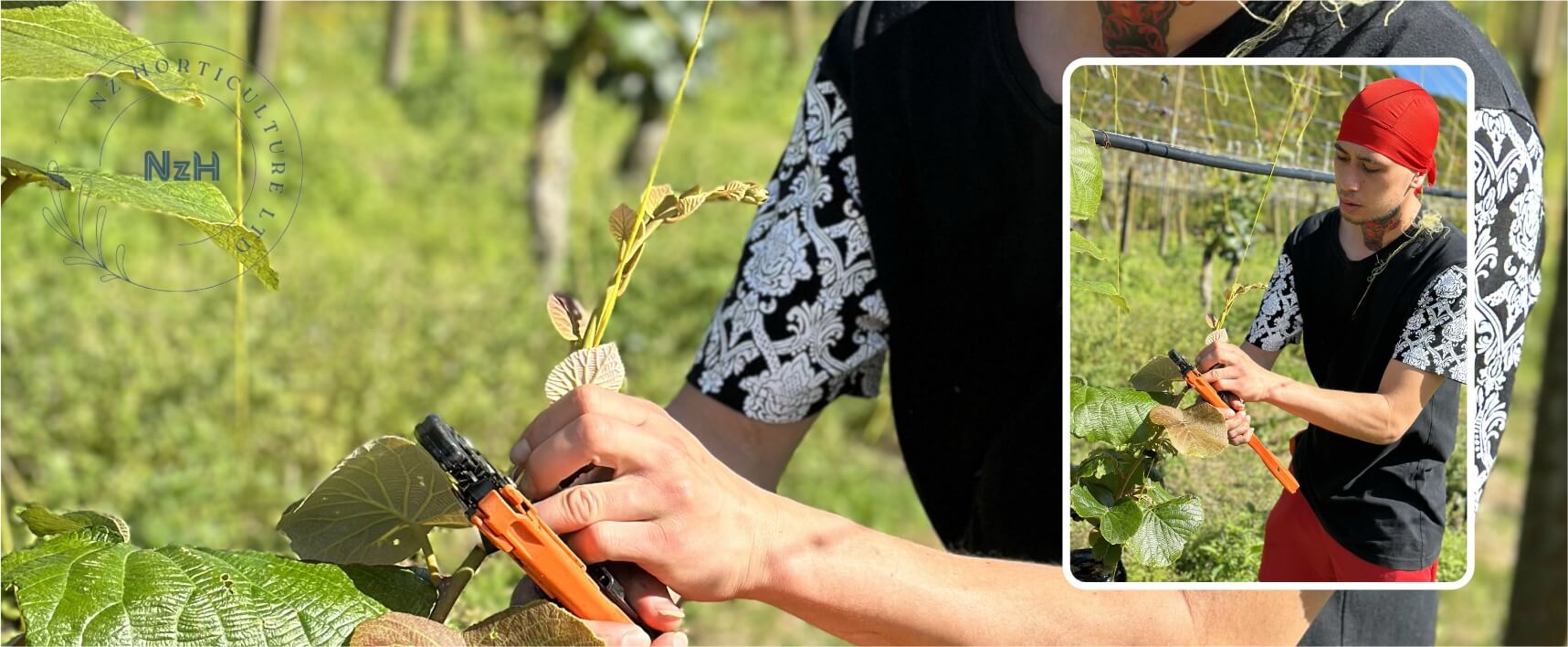 kiwi-vine-training-newzealand-nzhorticulture