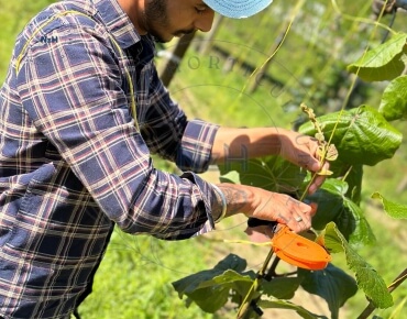 kiwifruit-orchard-pruning30